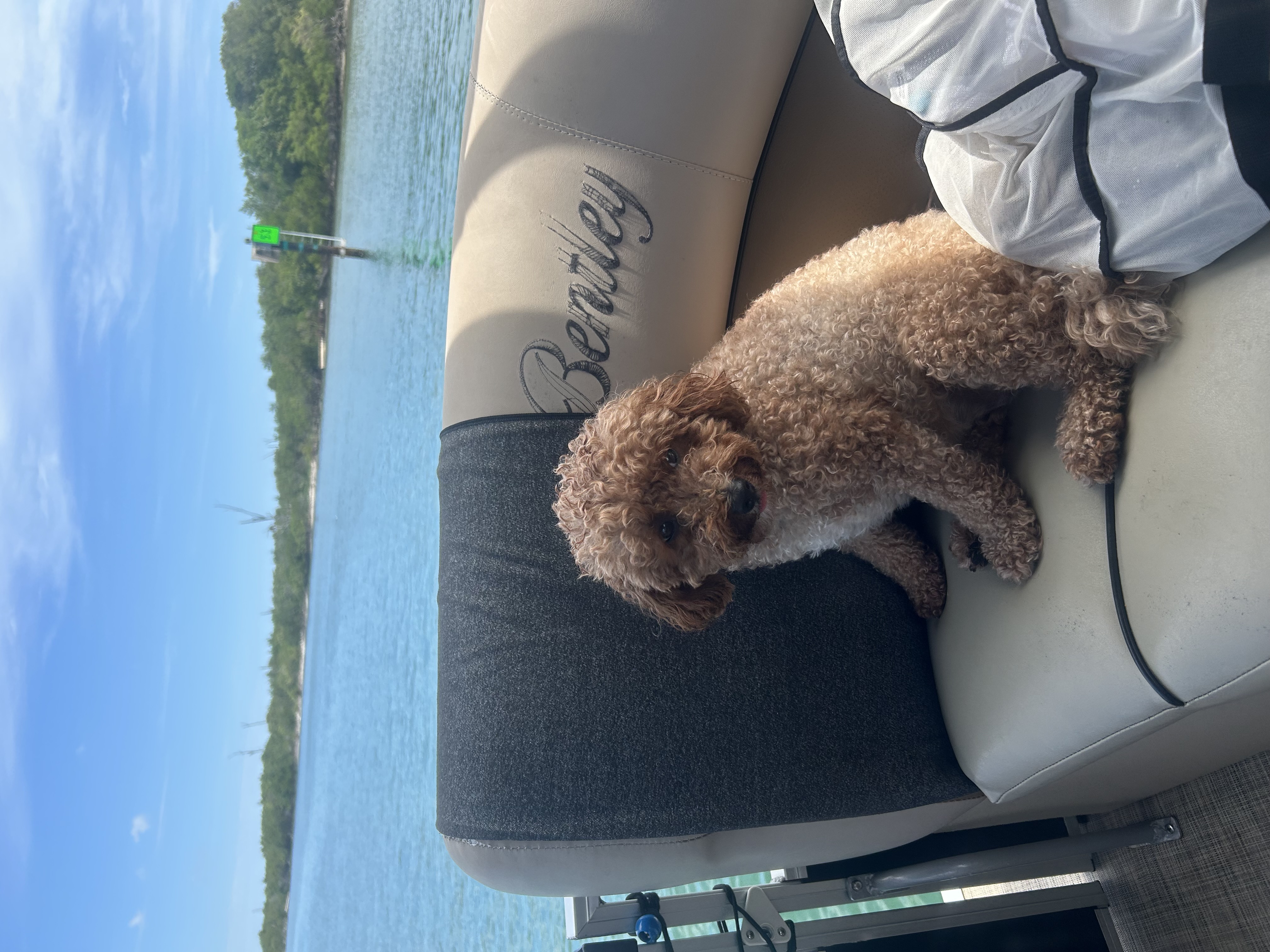 Dogs on boat